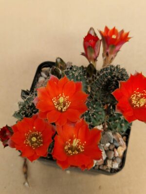 Mediolobivia steinmannii v pauciareolata