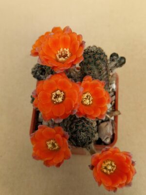 Mediolobivia pygmaea