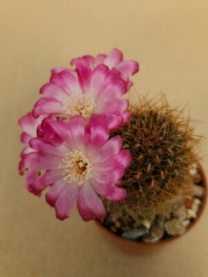 Sulcorebutia sp