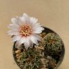 Gymnocalycium gaponii