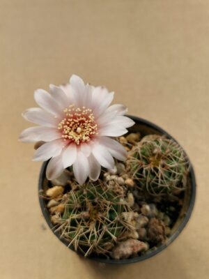 Gymnocalycium gaponii