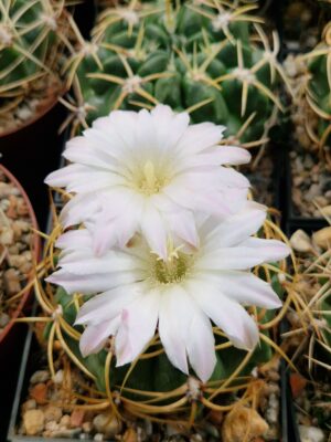 semena Gymnocalycium monvillei
