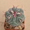 Thelocactus hexaedrophorus