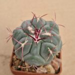 Thelocactus hexaedrophorus