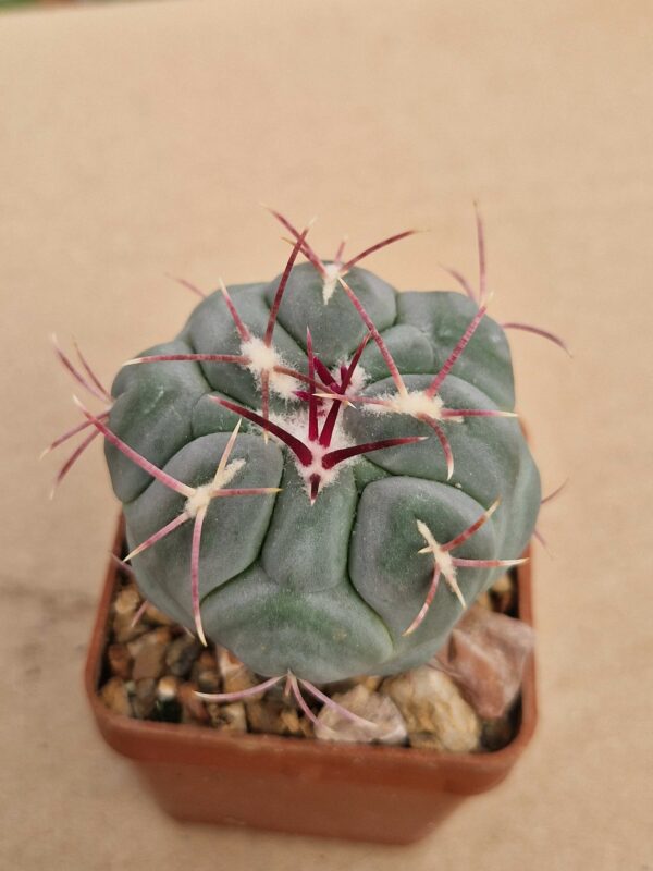 Thelocactus hexaedrophorus