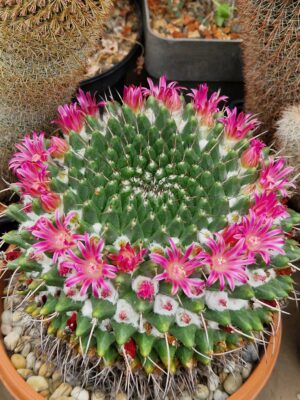 Mammillaria sp 13