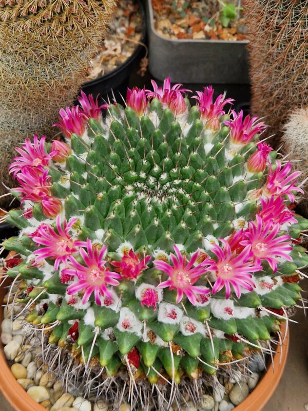 Mammillaria sp 13