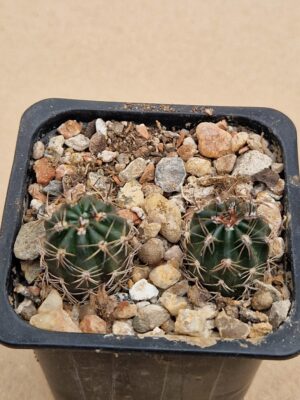 20260516_160555 Lobivia haematantha v chorrillosensis