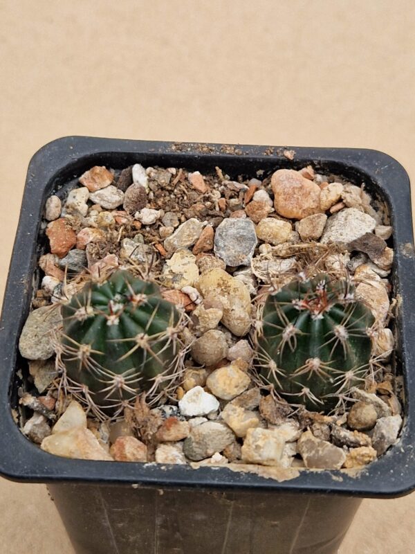 Lobivia haematantha v chorrillosensis