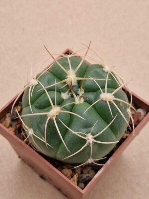 Gymnocalycium sp 1