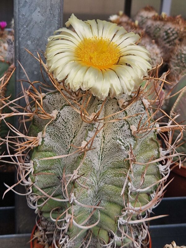 semena Astrophytum niveum