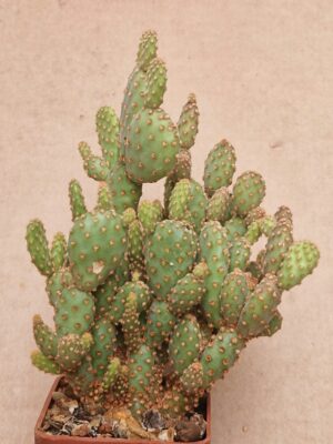 20260601_164646 Opuntia microdasys v minima