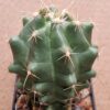 Thelocactus leucacanthus