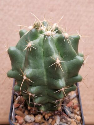20260601_173806 Thelocactus leucacanthus