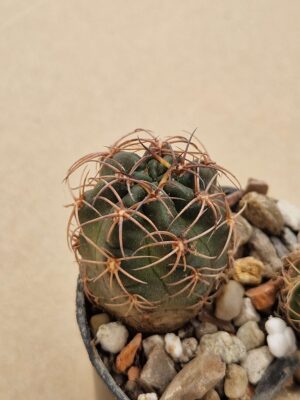 20260618_155345 Lobivia haematantha v fechserii
