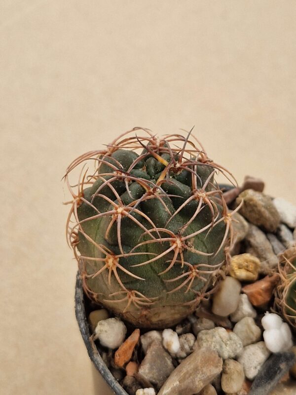 Lobivia haematantha v fechserii