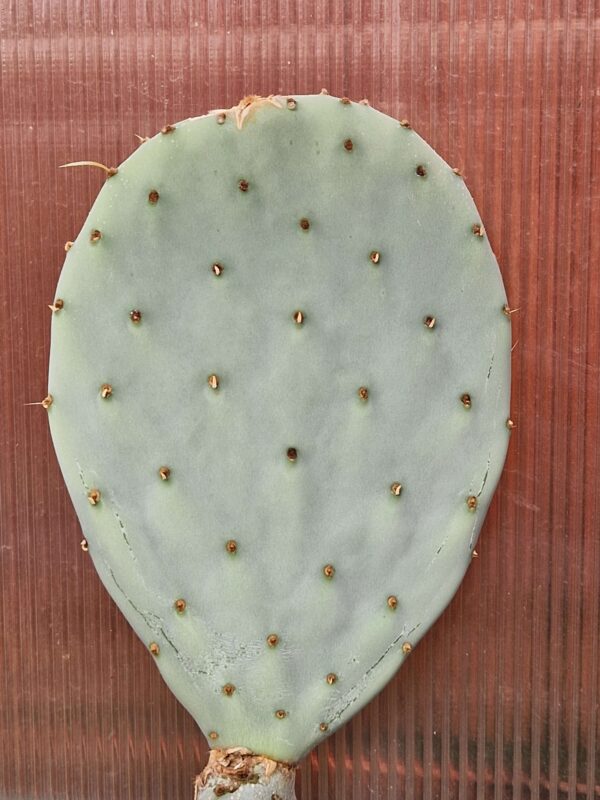 Opuntia sp 3