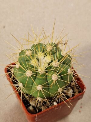 20260724_091405 Gymnocalycium chacoense