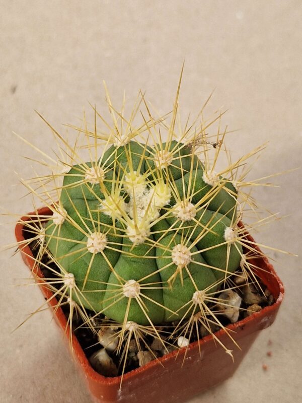Gymnocalycium chacoense