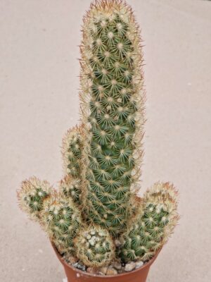 20260825_172513 Mammillaria elongata