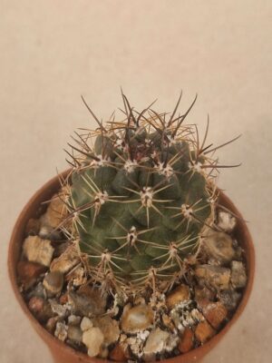 20261004_095354 Lobivia haematantha v penca-poma