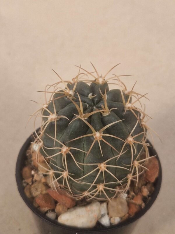 Lobivia haematantha v fechserii
