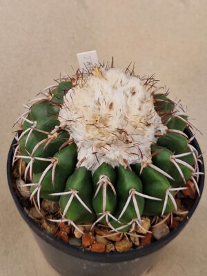 20261010_092845 semena Discocactus tricornis