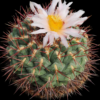 Thelocactus hexaedrophorus