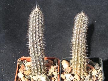 semena Echinopsis mirabilis