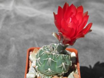 Gymnocalycium baldianum (1)