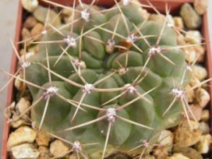 Gymnocalycium_chubutense_2035 Gymnocalycium chubutense