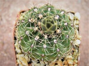 Gymnocalycium_erinaceum_5245 Gymnocalycium erinaceum
