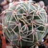 Gymnocalycium gaponii