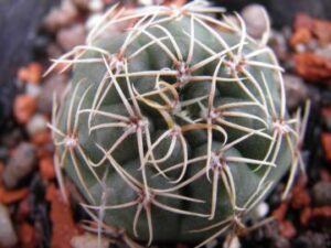 Gymnocalycium_gaponii_3909 Gymnocalycium gaponii