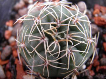 Gymnocalycium gaponii