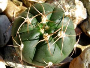 Gymnocalycium_horstii v bueneckerii_5897 Gymnocalycium horstii v bueneckerii