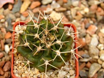 Gymnocalycium marsonerii