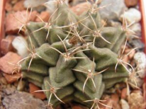 Gymnocalycium_mihanovichii v stenogonum_1711 Gymnocalycium mihanovichii v stenogonum