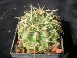 Gymnocalycium_monvilei_v_steinerii_STO219_2032 Gymnocalycium monvilei (1)