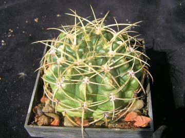 Gymnocalycium monvilei (1)