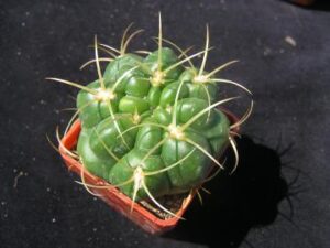 Gymnocalycium_monvillei_383 Gymnocalycium monvillei (2)