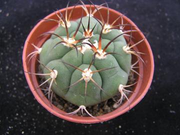 Gymnocalycium pflanzii