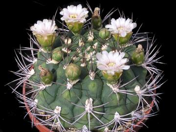 Gymnocalycium saglionis