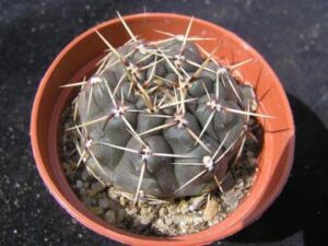 semena Gymnocalycium schroederianum Tom 07-338/1