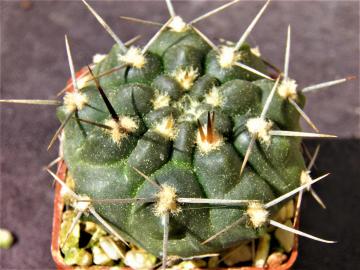 Gymnocalycium sindae (1)