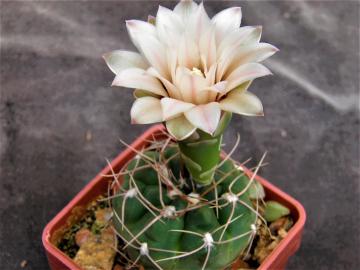 Gymnocalycium sutterianum