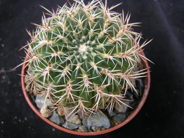 Lobivia acanthoplegma v pilosa