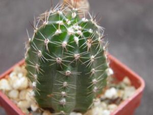 Lobivia amblayensis v zapalarensis