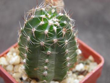 Lobivia amblayensis v zapalarensis