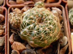 Lobivia arachnacantha v sulphurea
